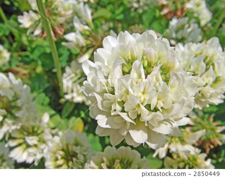 White clover White clover 2850449