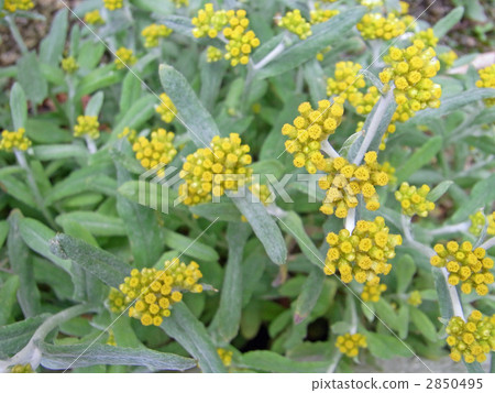 哈哈高 哈哈高 2850495