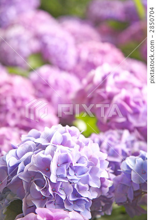 hydrangea flower 2850704
