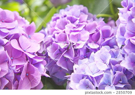 hydrangea flower 2850709