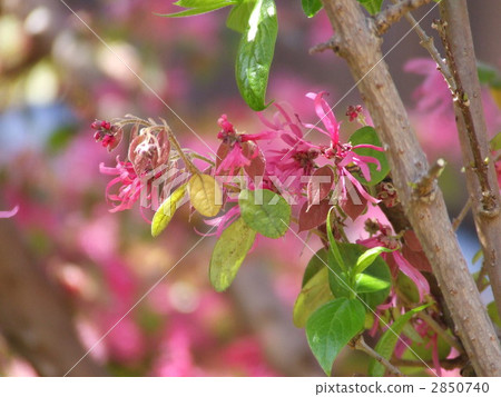 紅花Tokiwamansaku（紅花Tokonkaku Makoto） 2850740