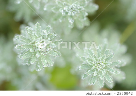 綠葉 野草 雜草 2850942