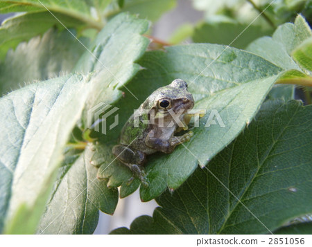 Rain frog on strawberry leaves Rain frog on strawberry leaves 2851056