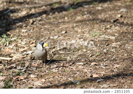 蠟嘴鳥 蠟嘴鳥 2851105