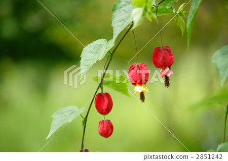 Tyrolean lamp Tyrolean lamp 2851242