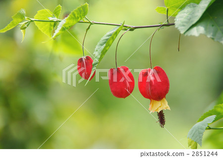 Tyrolean lamp 2851244