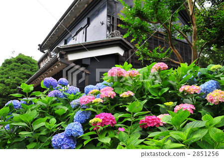Hydrangeas blooming before the old private houses Hydrangeas blooming before the old private houses 2851256