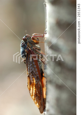 昆蟲 蟲子 漏洞 2851343