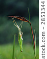 螳螂 螳 蟲子 2851344