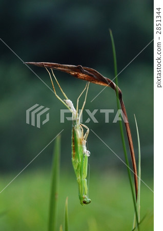 螳螂 螳 蟲子 2851344