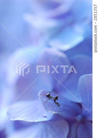 螳螂 螳 蟲子 2851357