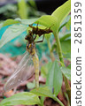 昆蟲出現 蜻蜓 蟲子 2851359