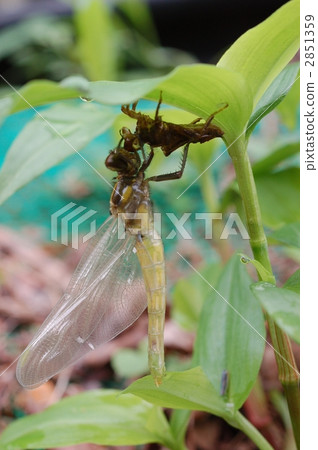 昆蟲出現 蜻蜓 蟲子 2851359