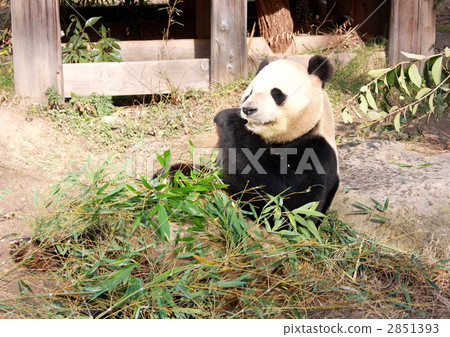 panda, pandas, animal 2851393
