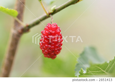 Raspberry Raspberry 2851413