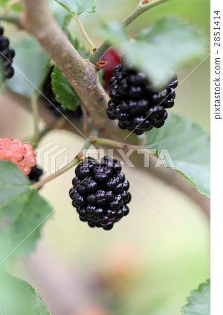 Raspberry Raspberry 2851414