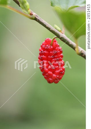 Raspberry Raspberry 2851415