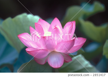 蓮花 蓮花 2851417