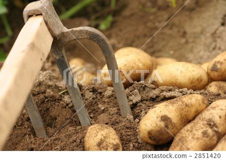 馬鈴薯 蔬菜 土豆 2851420