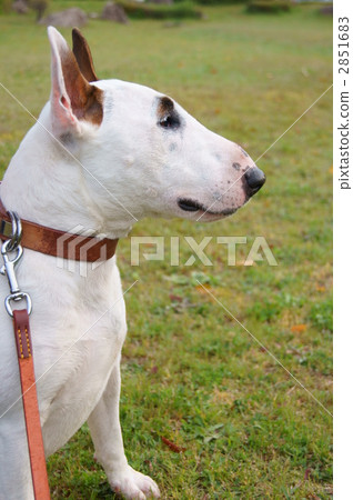 bull terrier, bull terriers, animal 2851683