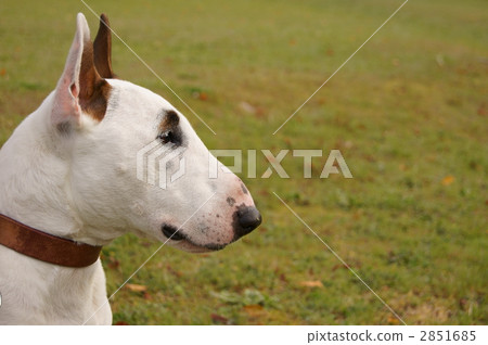 牛頭梗 牛頭狗 雜種犬的一種 2851685
