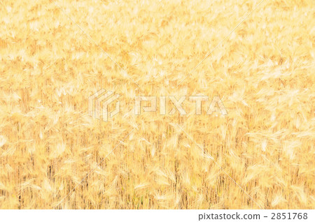 兩排大麥 2851768