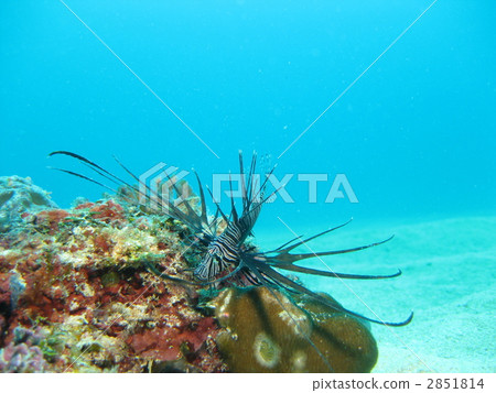 Hanturkey魚 Hanturkey魚 2851814