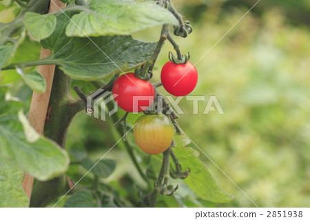 mini tomato, miniature tomato, tomato 2851938