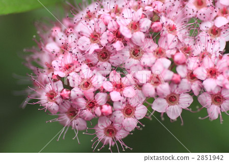 filipendula, japanese spirea, meadowsweet 2851942