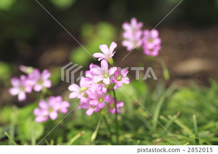 pink woodsorrel, floret, oxalidaceae 2852015
