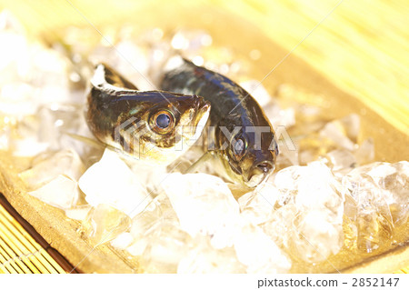 新鮮捕獲的魚 新鮮捕獲的魚 2852147