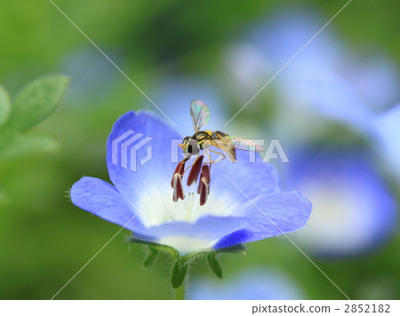 Hirata-ah sucking nemophila's nectar 2852182