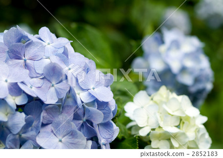 hydrangea   2852183