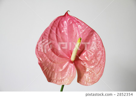 anthurium, bloom, blossom 2852354