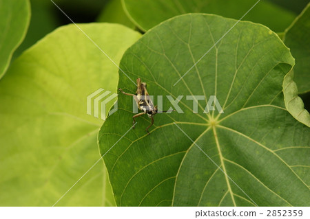 Ishigaki morigata 2852359