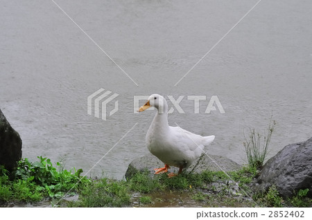 Duck-1 2852402