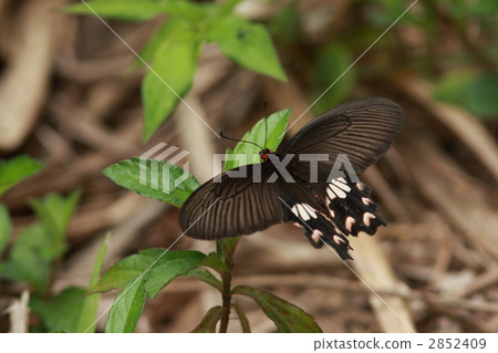 Benimon燕尾 2852409