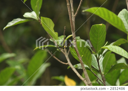 Kosia kimitonbo的女性 2852486