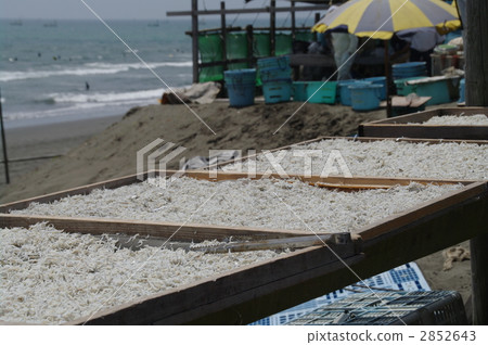 The sun-dried sushi of Shirasu 2852643