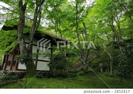 Jorakuji Temple [early summer] Kyoto 2852817
