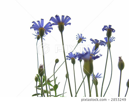 蘭雛菊 花朵 花 2853249