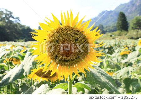 sunflower sunflower 2853273