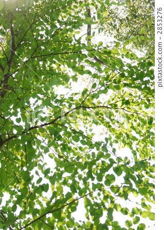 Katsura tree 2853276