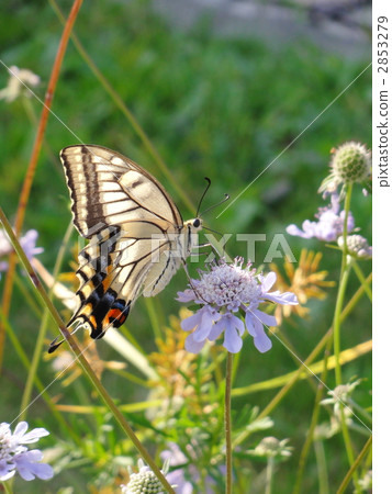 Swallowtail butterfly 2853279