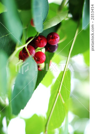 六月腹部的紅色果實 六月腹部的紅色果實 2853454