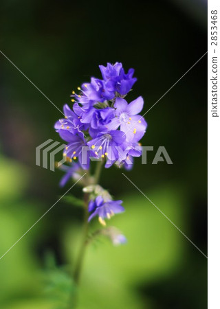 瀕危物種Hana Sinobu美麗的花朵 2853468