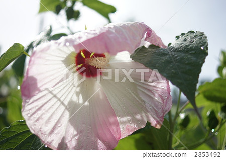 Hibiscus 2853492