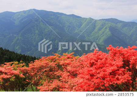 Katsuragiyama Azalea garden in early summer 2853575
