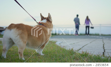 查看一對Corgie 查看一對Corgie 2853654