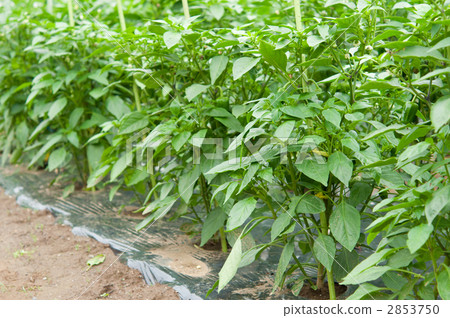 A row of green pepper fields 2853750